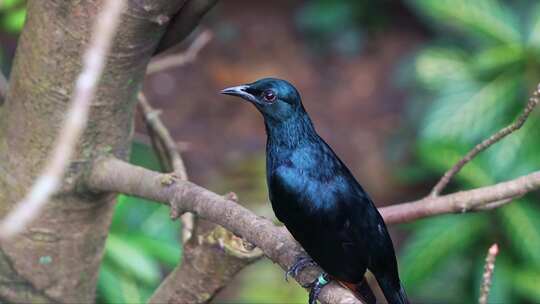 雄性红翅八哥，有光滑的黑色羽毛，栖息在树
