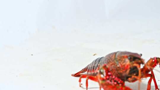 白色背景活的小龙虾爬动海鲜生鲜虾摆拍