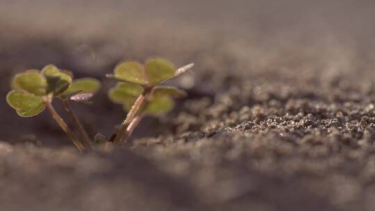 蚂蚁蚂蚁微距摄影蚂蚁团队合作昆虫蚂蚁