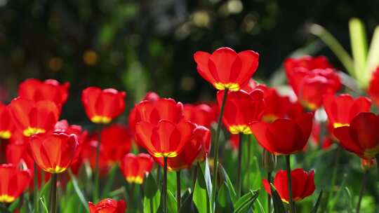 春天阳光下五颜六色郁金香花海春暖花开特写