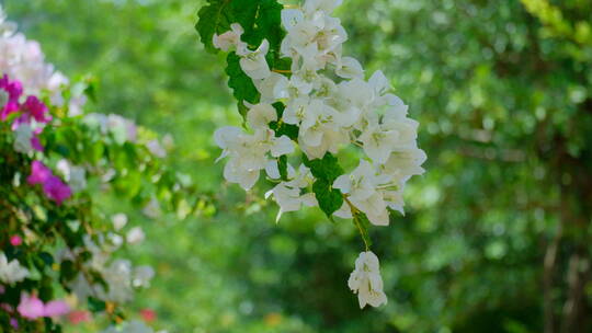 三角梅叶子花盛开