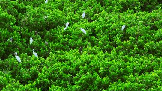 江门红树林 海边红树林 候鸟 栖息地航拍视频素材模板下载