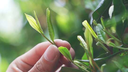 茶农用手抚摸茶叶慢镜头