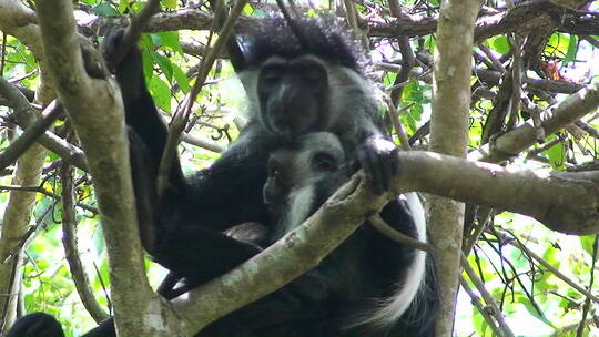 一只母猩猩抱着她的孩子坐在树上视频素材模板下载