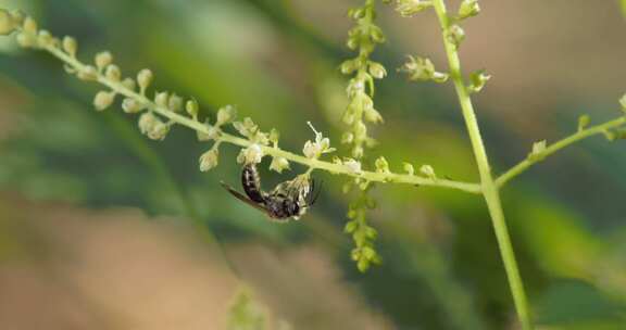 蜜蜂，汗蜂，昆虫，授粉