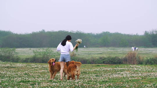 美女和宠物犬金毛狗在春天鲜花草地上玩耍