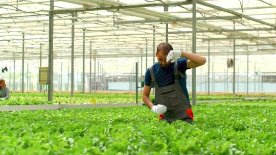 植物学家在大棚里查看植物生长情况