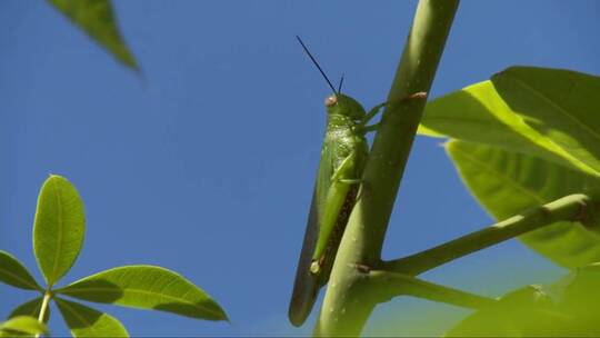 绿色的蚱蜢或蝗虫坐在郁郁葱葱的树枝上