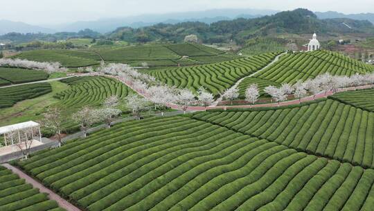 航拍 武义花田小镇樱花茶园风光