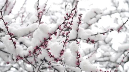 白雪覆盖的杏树枝头