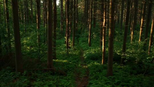 静谧森林中的小路