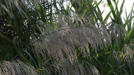 芦苇 狗尾巴草 芦花 阳光 空镜 实拍