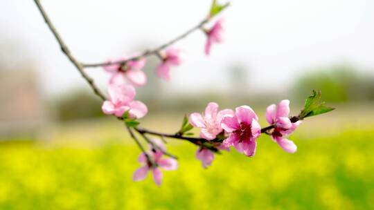 春天桃花盛开