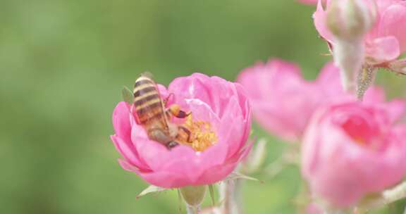 蜜蜂采蜜 自然鲜花 绿色生态