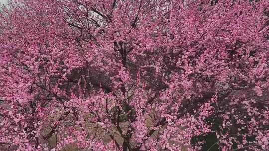 盛开的粉色花海，烂漫春日风光