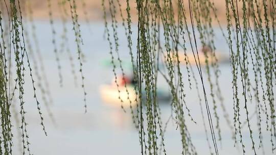 春天生机勃勃的垂柳