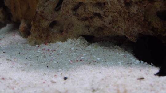 海藻海草海水缸造景小丑鱼视频素材模板下载