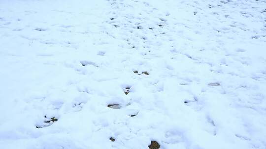 西安大明宫遗址公园大雪雪景视频素材模板下载