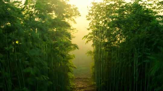 清晨竹林阳光竹叶竹子竹海竹意境