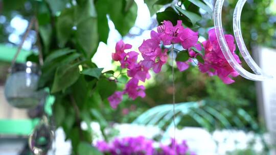 风吹小花飘