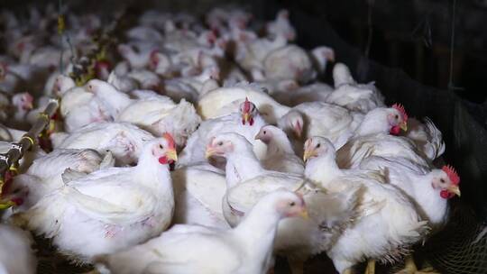 养鸡场饲养白羽鸡环境 (12)视频素材模板下载