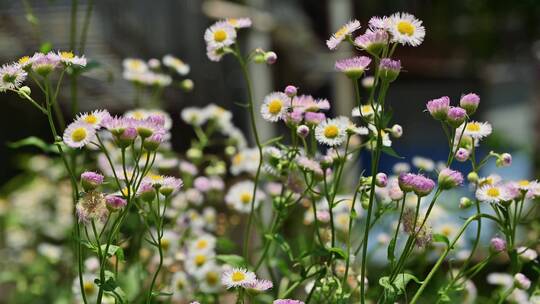 野花  花丛 花圃 小区绿化一角