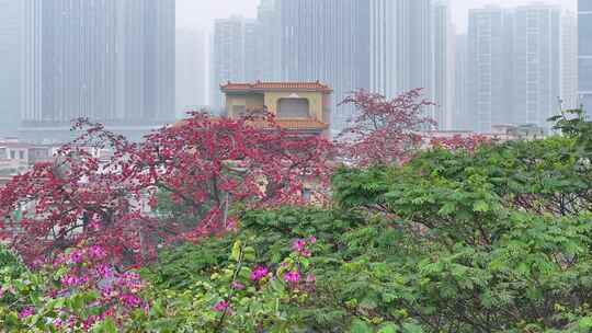 中国广东省佛山市南海区夏北河北书院木棉花