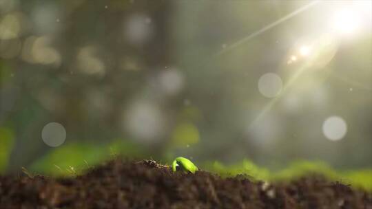 阳光下树苗生长-植物生长延时-希望萌芽视频素材模板下载