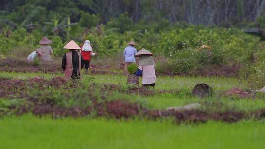 农民田间劳作种植禾苗秧苗水稻