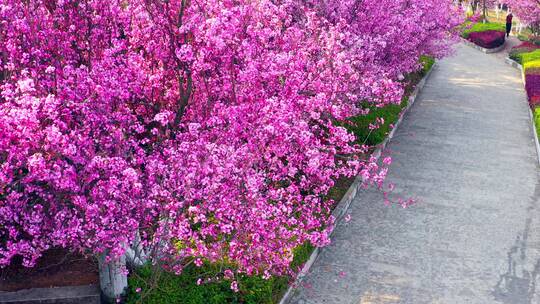 航拍公园里盛开的樱花视频素材模板下载