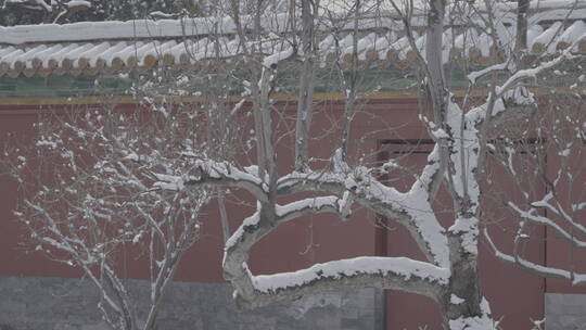 北京雪景 北京下雪