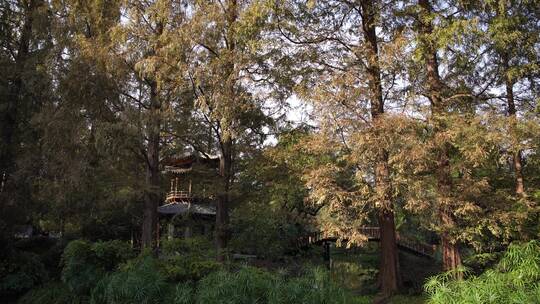 杭州西湖景区曲院风荷风景