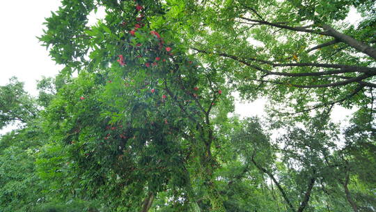 仰拍树荫水果莲雾满树果实