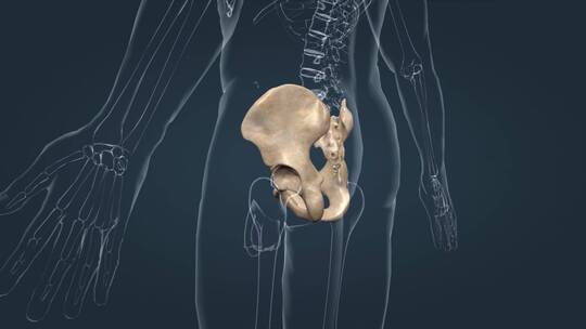 人体骨骼盆腔骨盆髋骨髂骨坐骨耻骨1