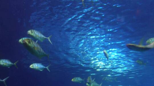 水下鱼群海洋鱼类海底世界视频素材模板下载