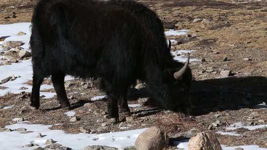 西藏牦牛