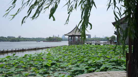 济南大明湖风景名胜区夏季风光