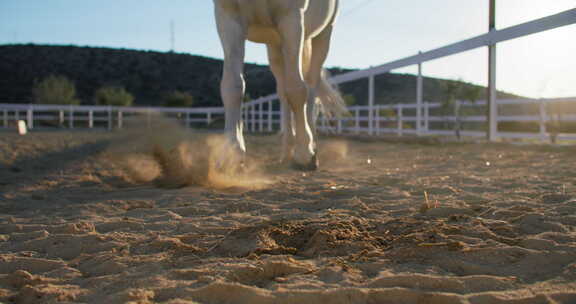 牧场沙滩上奔跑的白马蹄子特写