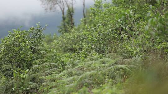 云南古茶树茶园茶山茶叶