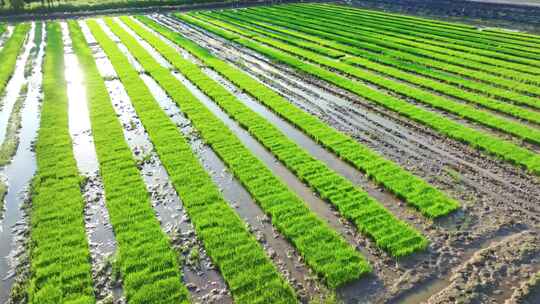 4k水稻培育秧苗粮食安全绿色稻田生态航拍视频素材模板下载
