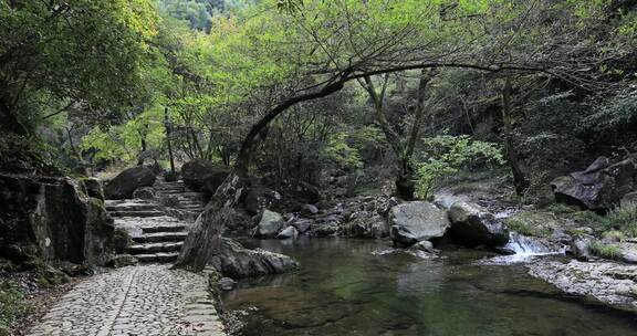 森林山涧山泉水溪流 浙东小九寨