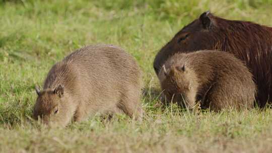 成年水豚和两只幼年水豚一起在草地上觅食；阿根廷伊贝拉国家公园