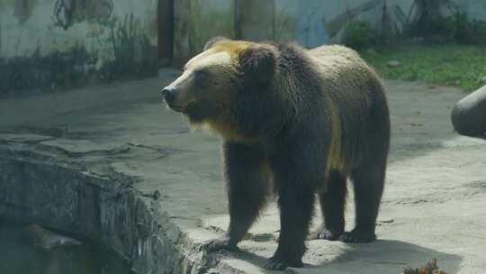 2023广州动物园游览棕熊灰熊黑熊视频素材模板下载