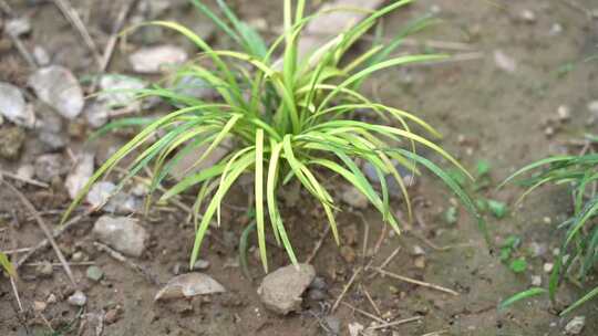 小区绿化 草 小草 绿植 植物