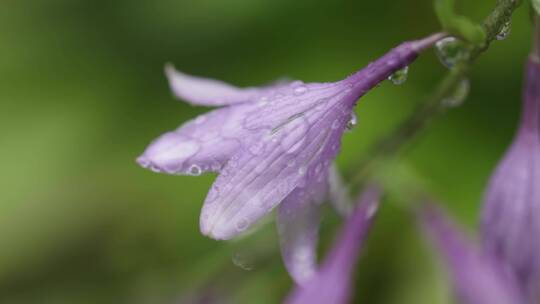 雨中花朵