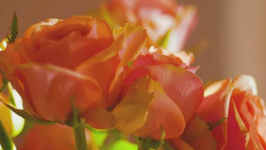 唯美室内粉色玫瑰花花朵4k视频素材