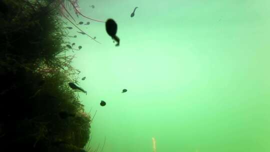 初春蝌蚪水中游动绿色水下摄影生态环境