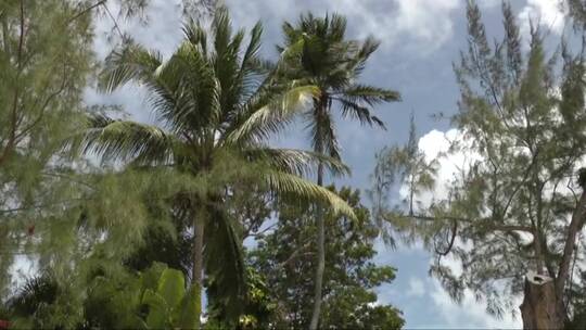 海滩棕榈树和其他树木映衬着明亮的天空