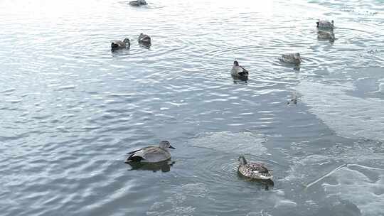 早春冰河水面上游泳觅食的水鸭子