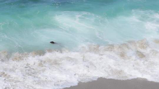 一只海狮在海滩上沿着波浪游泳